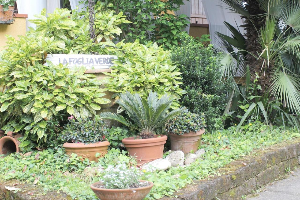 B&B La Foglia Verde 马萨 外观 照片